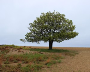 Tree / Zion, Illinois