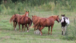 Nebraska Horses