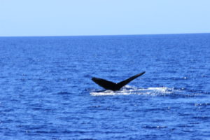 Whale Maui 2016