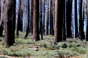 Hetch Hetchy Rim Fire