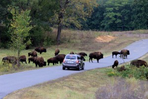 Bison KY