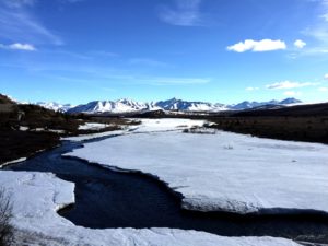 Savage River - Denali National Park 